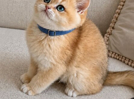 Tica registered ny12 British Shorthair Boys