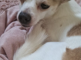 4 yr old male chihihua