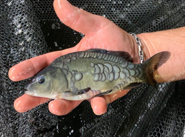 English Mirror Carp - Naturally Raised - 4-6" Size