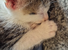 Looking for a forever home