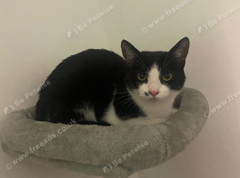Mia, 1 year old short haired domestic