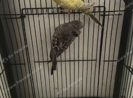 Black wing budgies pair