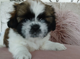 Beautiful shih tzu girls