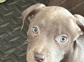 Cane corso/ blue staff cross