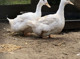 Pair of exhibitions Aylesbury ducks