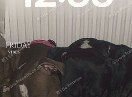 Puppies for sale