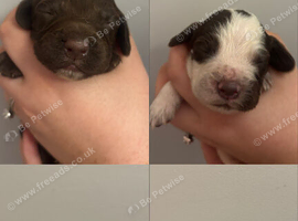 Cocker Spaniel Puppies