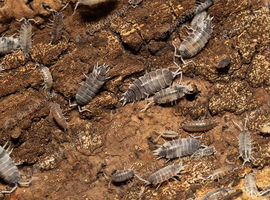 (UK WIDE SHIPPING) Oreo crumble isopods (Porcellionides pruinosus) for sale UK