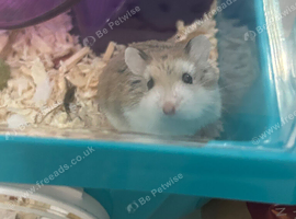female robovroski dwarf hamster