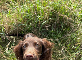 working cocker spaniel
