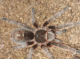 Assorted tarantulas / reptile enclosures and equipment