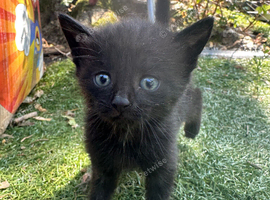 Kittens for sale