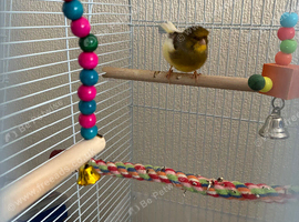 Male singing canary