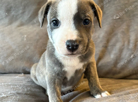 Staffy X puppies