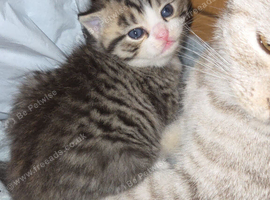 Beautiful British shorthair cross kittens