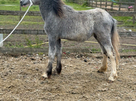 YEARLING FILLY