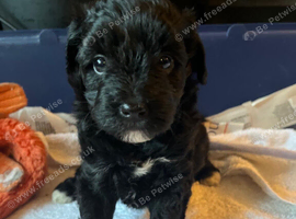 Gorgeous Schnoodle - LAST GIRL