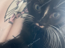 Kitten