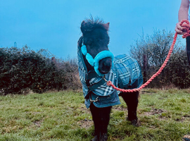 Miniature Shetland pony colt