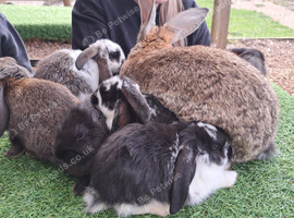 Gorgeous giant continental cross french lop (giant) babys