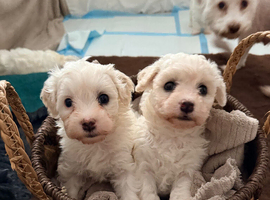 Beautiful Cavachon Puppies Looking for Their Forever Loving Homes ️