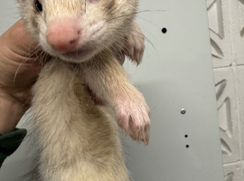 Ferret kits ready now