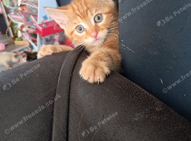 Male ginger kitten