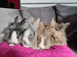 4 babys ready now