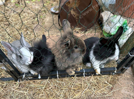 Baby Bunnies ready to leave now!
