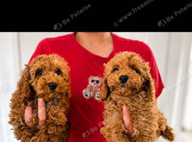 Cockerpoo puppies f1b ready to leave