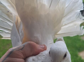 White fantails