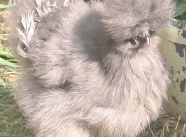 Silkie chickens for sale