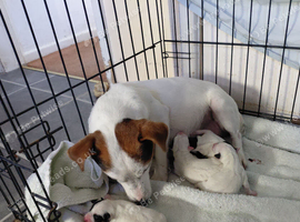 2 dog pups for sale