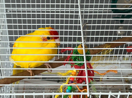Parrot  for sale