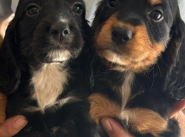 COCKER SPANIEL PUPPIES