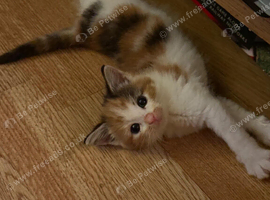 Calico kitten girl
