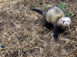 Hob ferret available