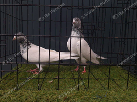 Pakistani highflier pigeon pair