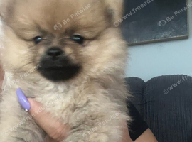 Pure breed small size Pomeranian puppies
