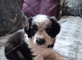 Beautiful Male Collie