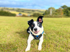 4 year old border collie