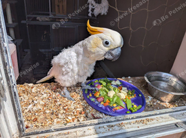 Male cockatoo