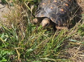 Redfoot tortoise 11inch female