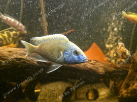 Cichlids malawi
