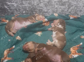 Puppies