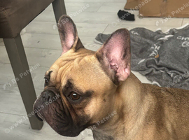 French blue fawn bulldog