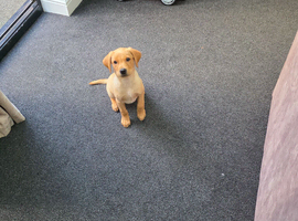 Rehome Labrador Puppie