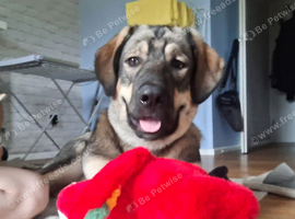 10 Months Old Macedonian Shepherd Mixed Puppy