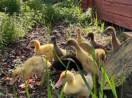 Ducklings Indian Runner