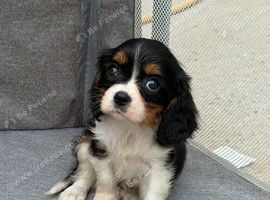 Stunning cavalier King Charles litter